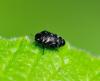 Trachys minutus